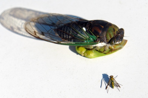 初中语文课外古诗意象,初中语文古诗之意象意境知识点