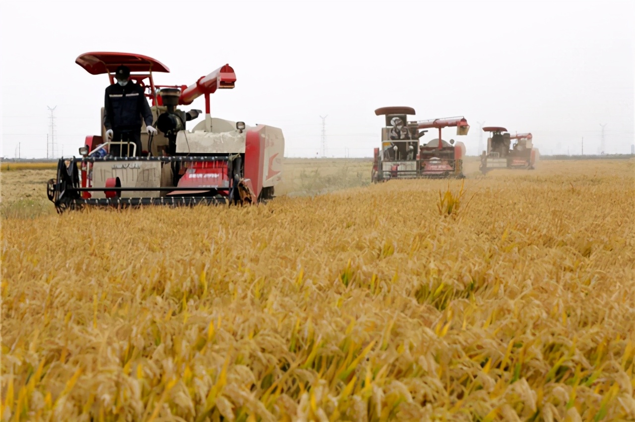美国粮食价格危机,美国是如何操控世界粮价的