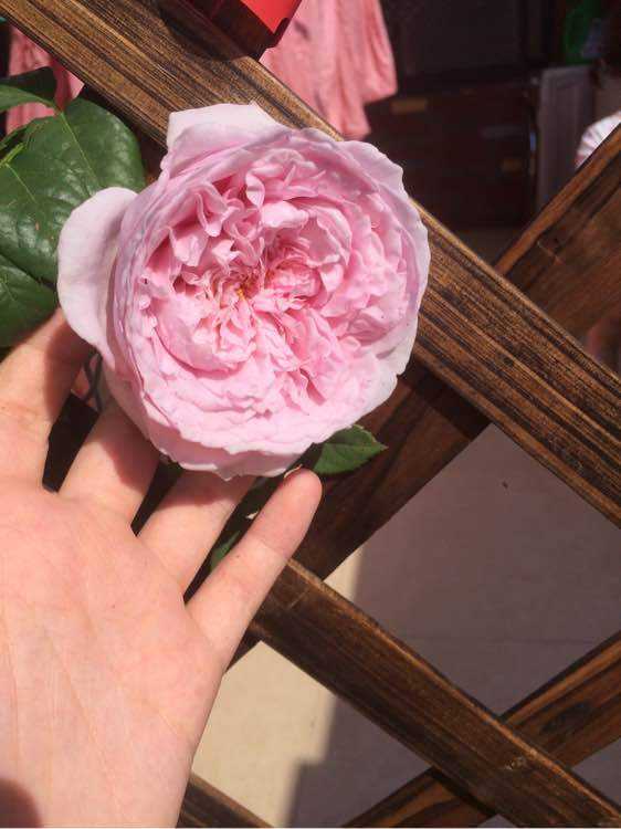 藤本月季自由精神,藤本月季自由精神和欢迎的区别