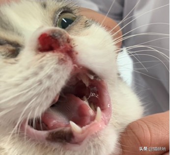 猫咪眼睛痒一直挠用什么眼药水,猫咪眼睛结膜炎怎么治疗