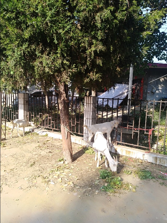 王玉：余沟初秋与老城老人