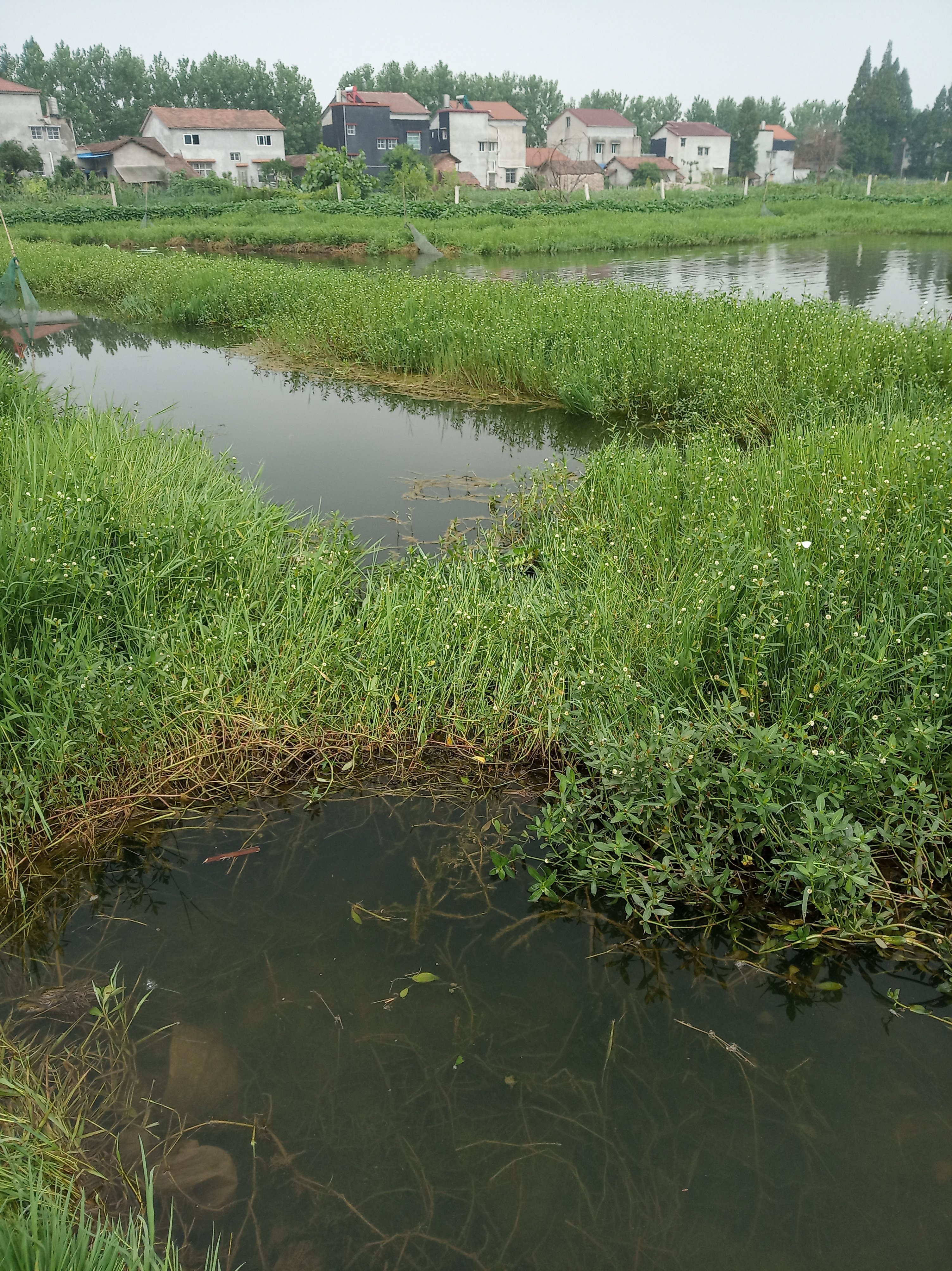 网箱混养鱼塘最佳搭配,鱼塘可以网箱形式养鱼么