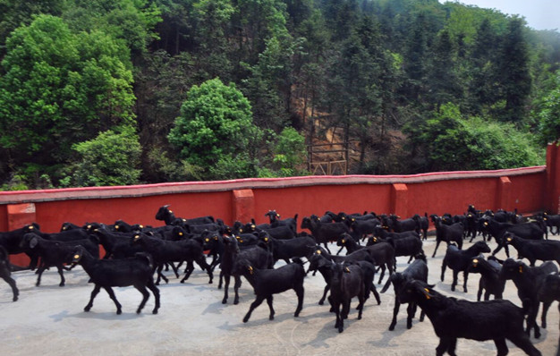 放牧黑山羊常见疾病防治,黑山羊常见皮肤疾病