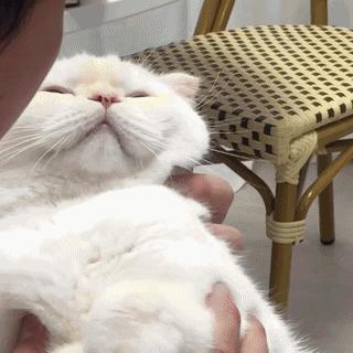 被猫咪调戏怎么办,猫咪被阿姨骚扰