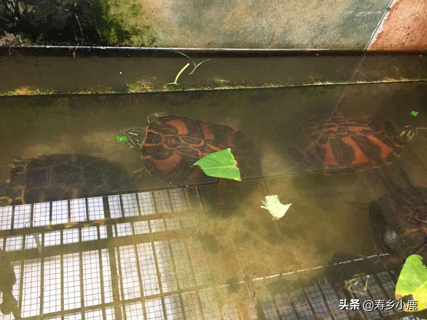 龟池里出现白色虫子,龟身上有白色的虫子怎么办