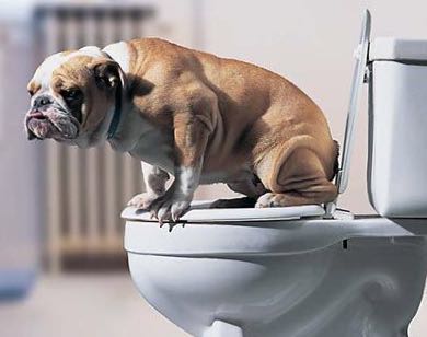 如何训练狗狗不在笼子里大小便,训练狗狗定点大小便方法