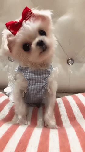 狗狗歪头卖萌,狗狗歪头杀的意思