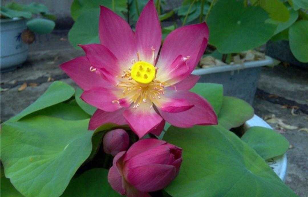 碗莲水培植物,碗莲植物