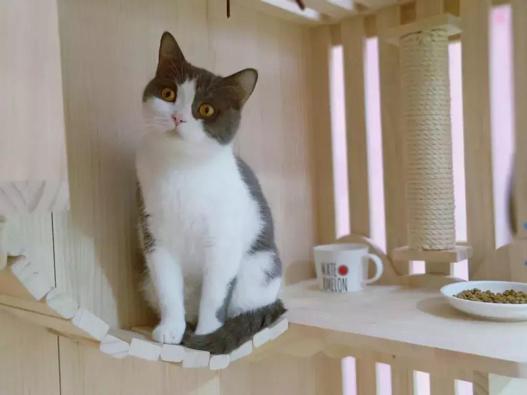 炸裂！因为一只猫，苏州人开启尖叫模式！