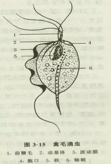 鸽子第一杀手—毛滴虫,在夏季如此猖獗,养鸽户们应该这样解决