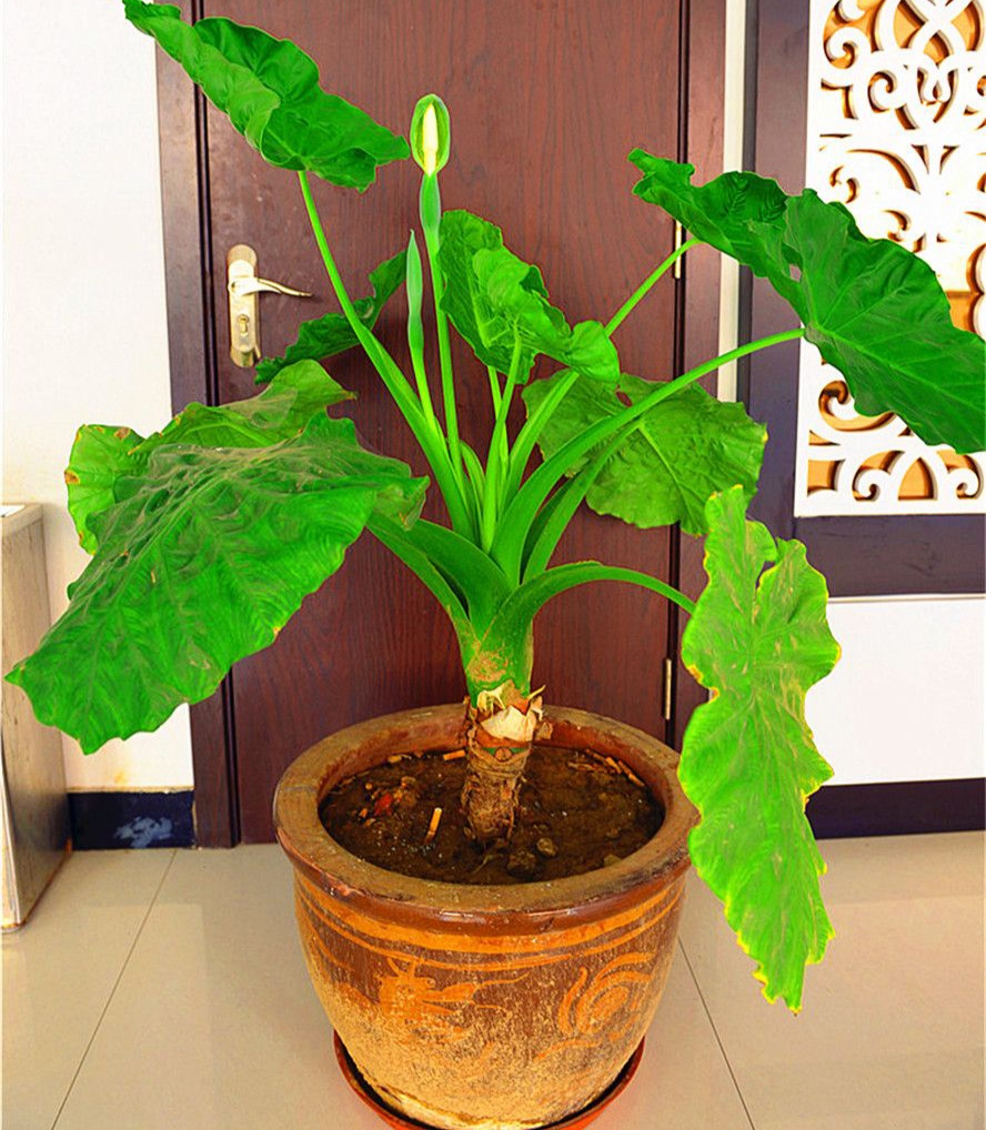 好养的盆栽花卉大全,人养花花