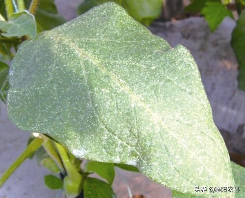 最新长效红蜘蛛特效药一次一粒,最新红蜘蛛杀螨剂