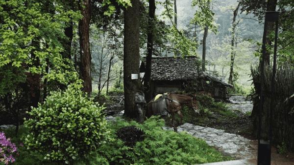 武大师兄弟复活湘西秘境，1块钱就能入股