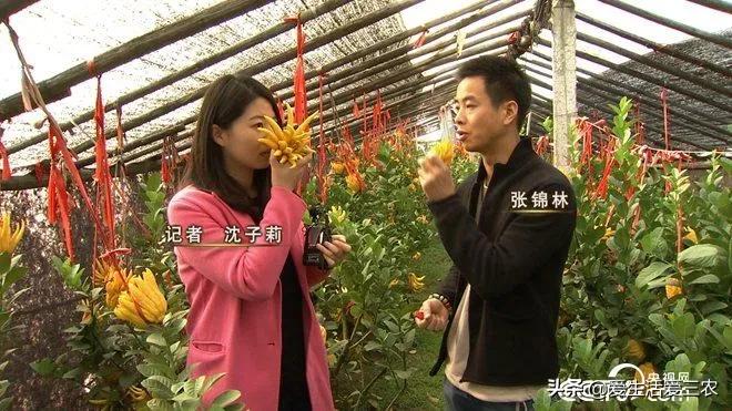 小青柑种植前景,种植佛手柑的经济效益