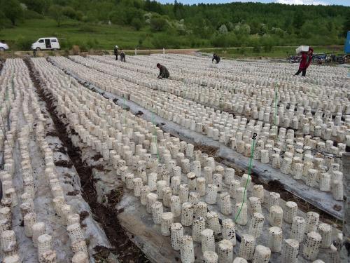 【原创】黑木耳代料栽培技术