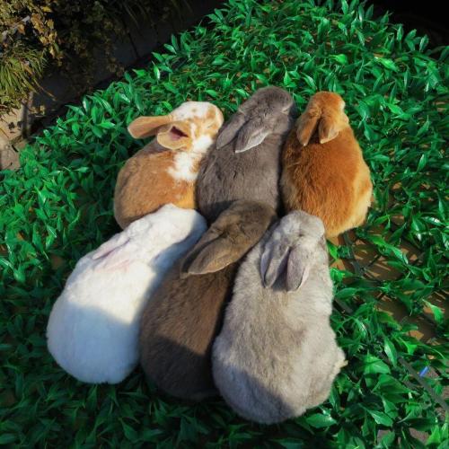 养兔场獭兔养殖技术图解,獭兔养殖与肉兔养殖的区别