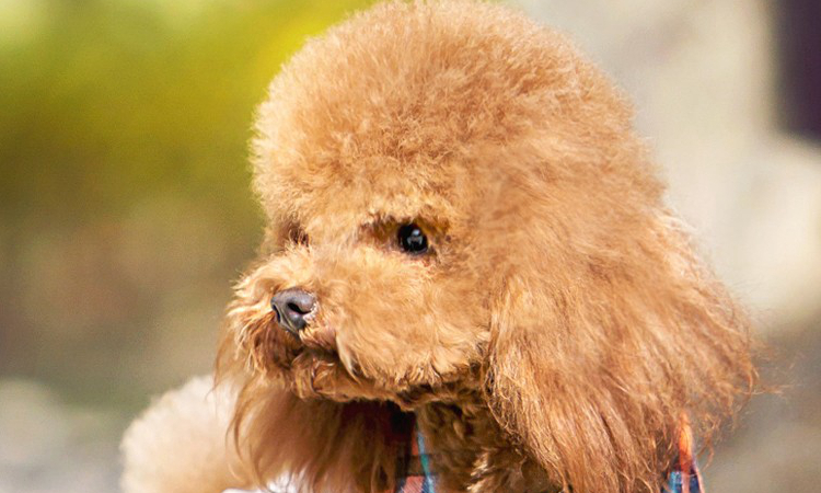 泰迪最怕的几件事是什么,如果泰迪返灰返的不好咋办