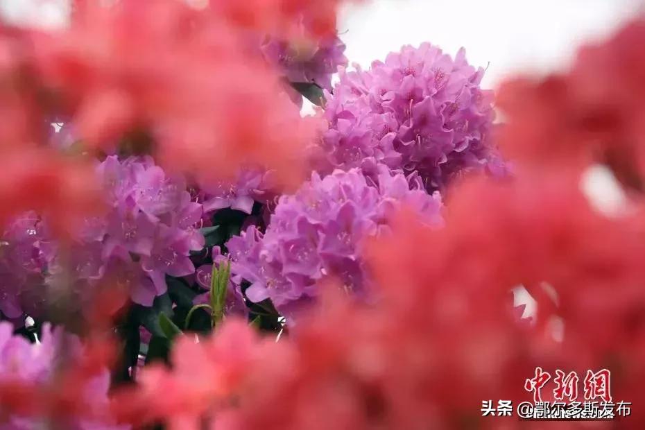 为什么选牡丹为国花,牡丹被定义为国花