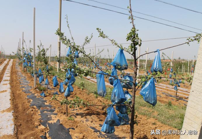 图说果树,自由纺锤形果树整形修剪视频