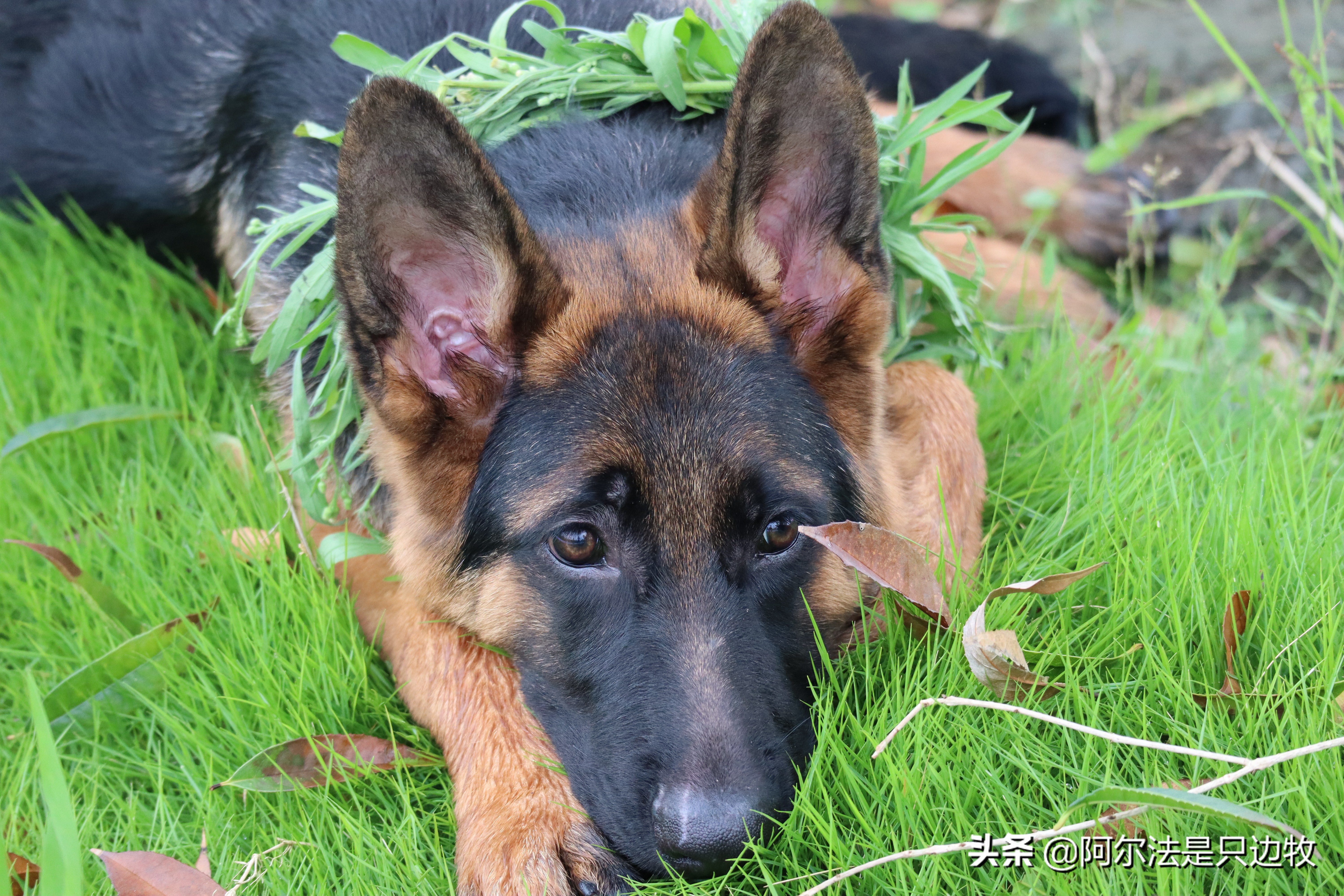 怎样用诱导剂训练狗狗定点上厕所,怎么教狗狗上厕所定点大小便