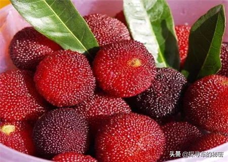 自制杨梅酒的做法原汁酒,杨梅酒怎么做简单易学又好吃