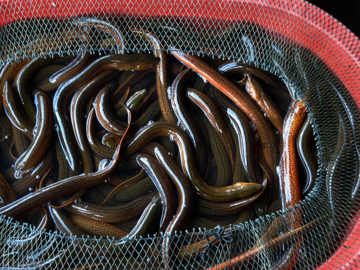 养一亩黄鳝投资多少钱,一亩养黄鳝能卖多少钱