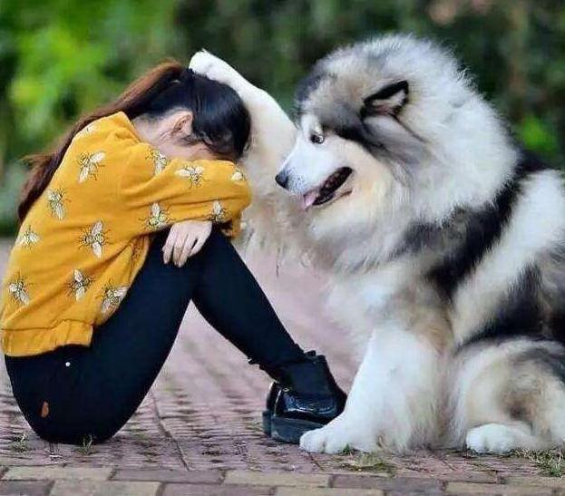 女生最爱养的六种狗，男生：以后女朋友生气，就靠它们哄了