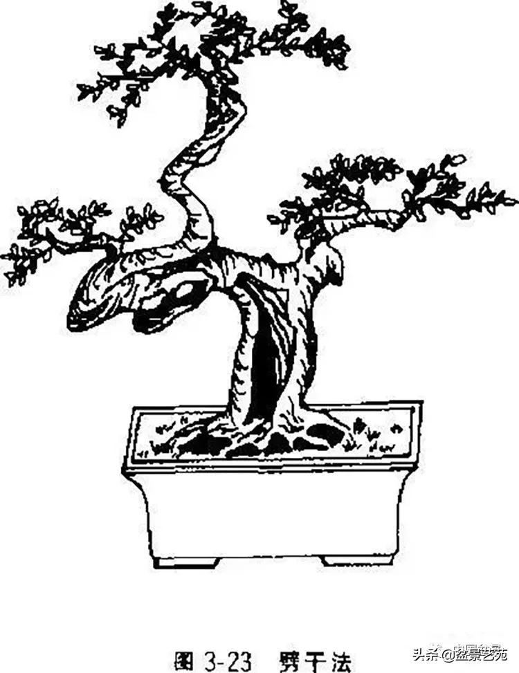 金银花盆景的修剪方法,盆景的修剪知识与技法