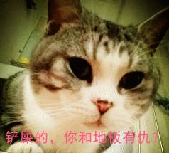 猫咪尿床去除猫尿味消毒液,除猫尿的最好方法