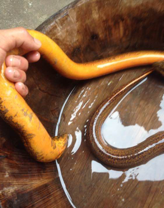 抓黄鳝小知识,农村娃抓黄鳝视频