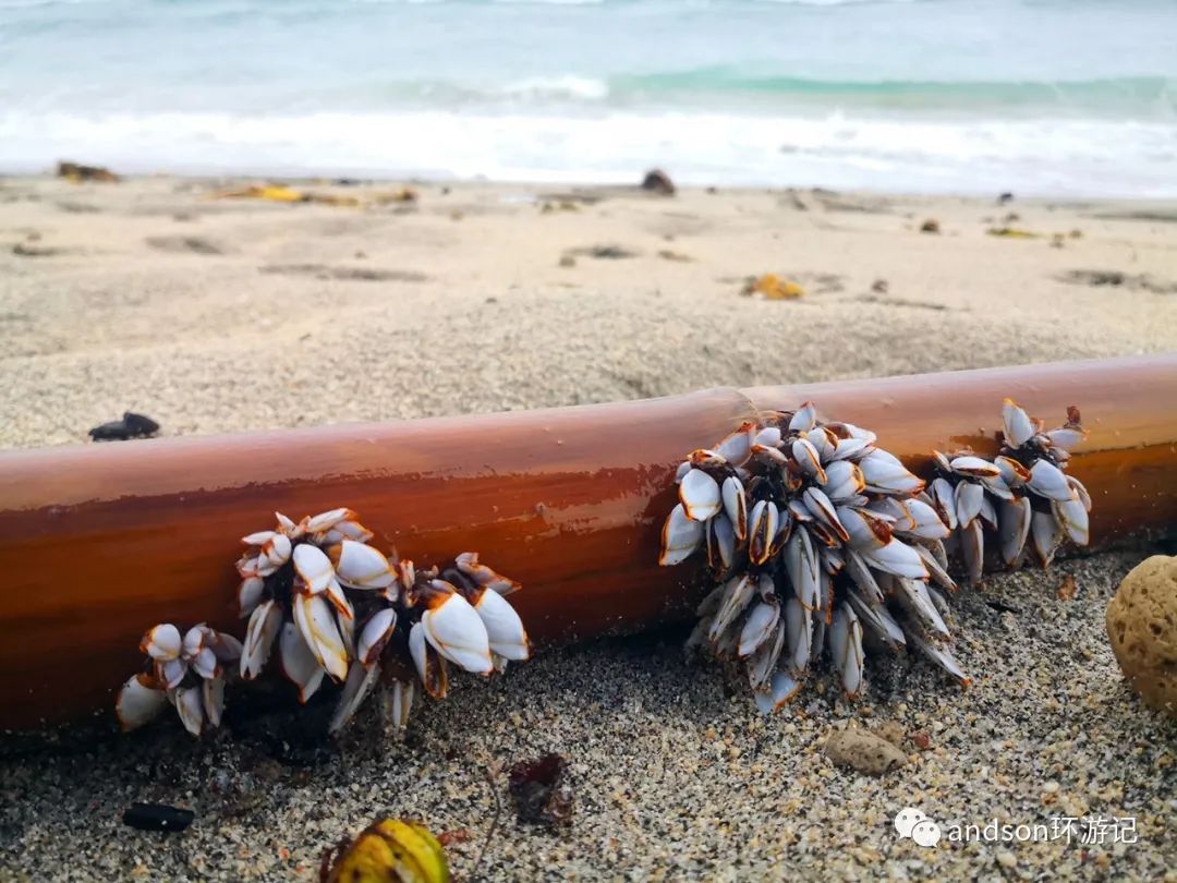 印尼你好怎么发音,印尼歌曲你好傻