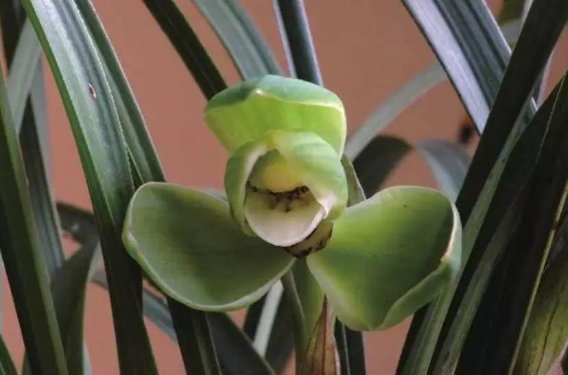 养兰新手用啥盆,最简单的养兰植料