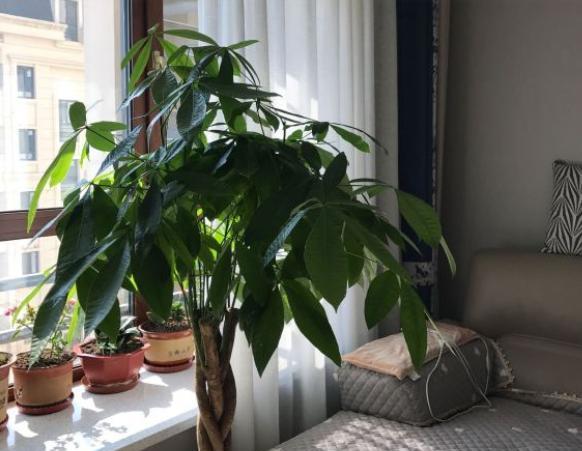 发财树长得慢怎样施肥,发财树叶片旺盛怎么打理