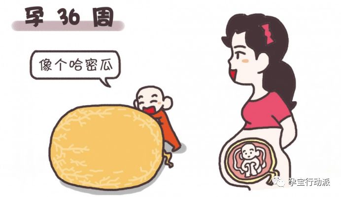 孕期周刊第93周,孕期日记第三十六天