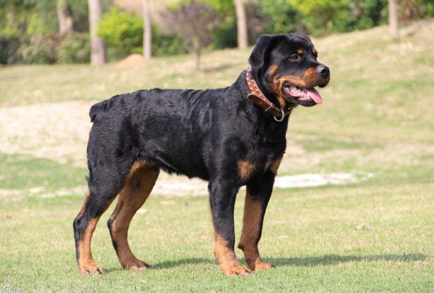 什么狗比较霸气又比较好养,最受欢迎的10种狗你认识几种