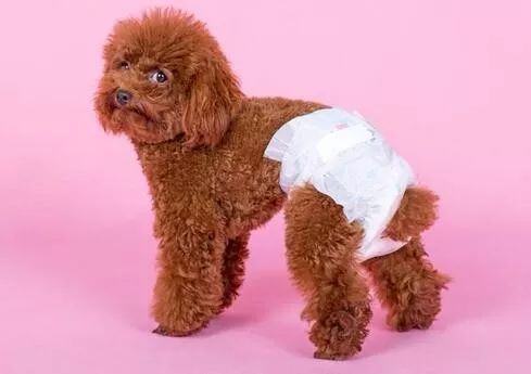 怎么预防狗狗妇科病,母狗如何防止妇科炎症