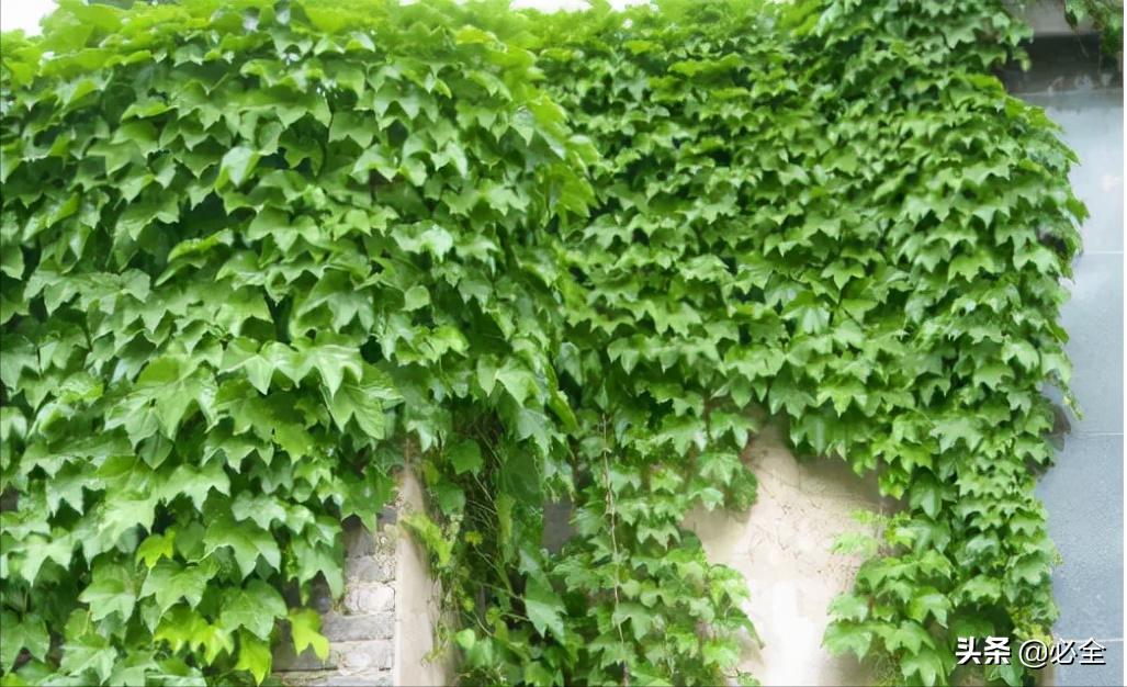 小庭院绿化植物品种大全 (园林景观绿植种类有哪些)