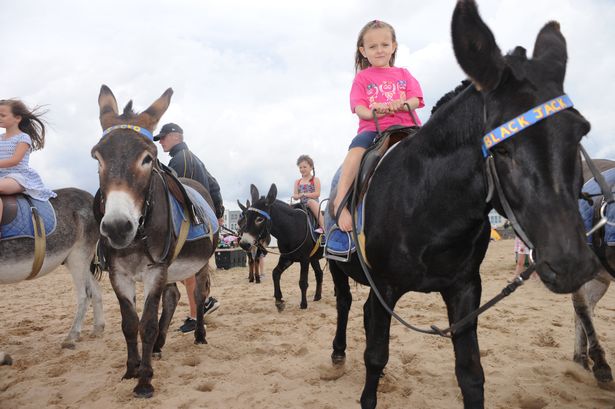 怎么让一头犟驴听话,怎么驯服一头犟驴