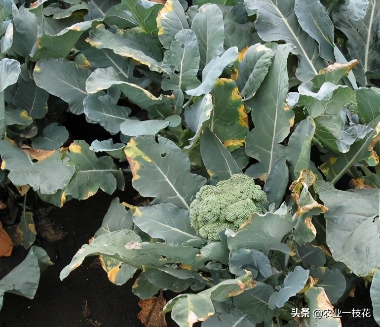 花椰菜黑腐病图片,花椰菜黑腐病有什么症状