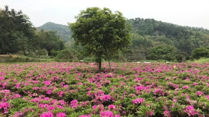 【鑫富纪实】国医院士″李兰娟