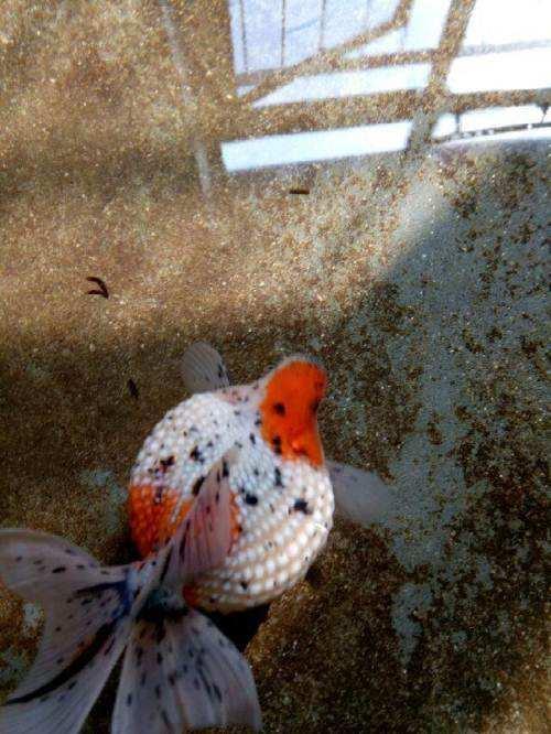 精品皮球珍珠金鱼图片,龙睛珍珠鳞金鱼