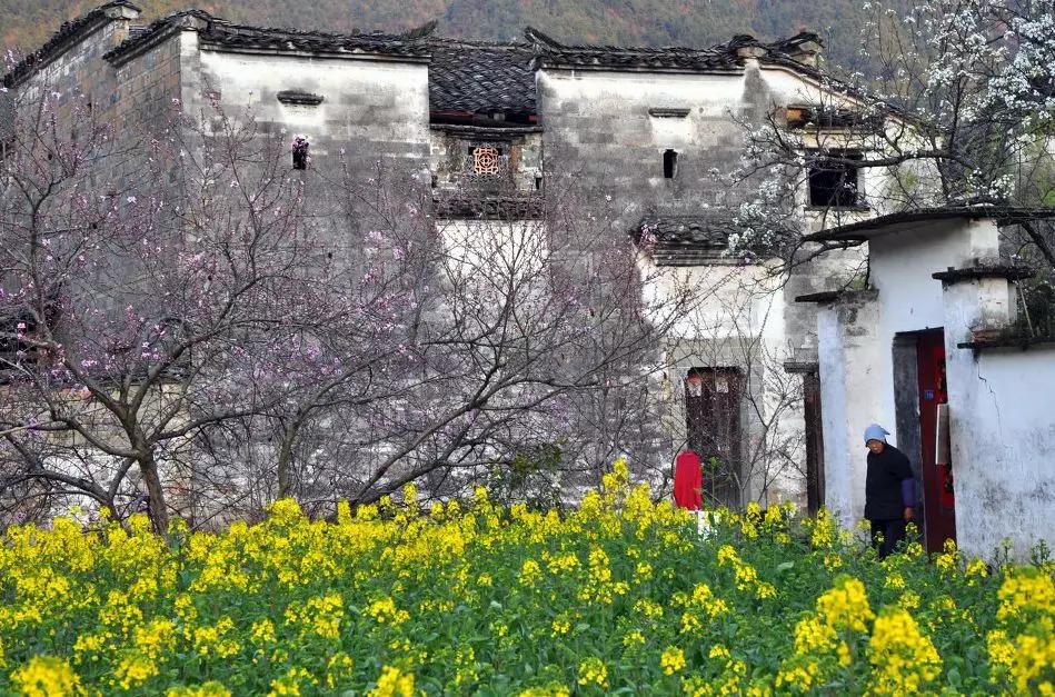 安徽春天美丽的视频,安徽美丽的春天