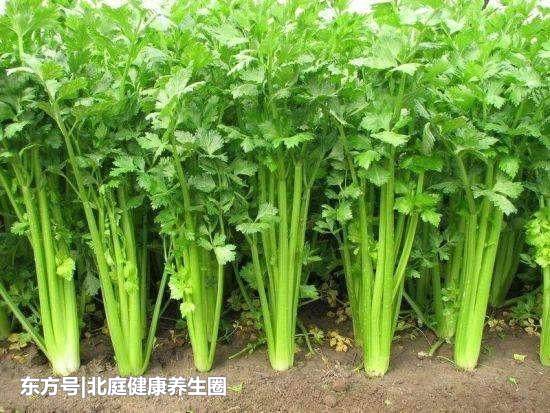 别再乱吃虾了,这样吃就如同吃“*霜砒**”,赶紧告诉家人吧