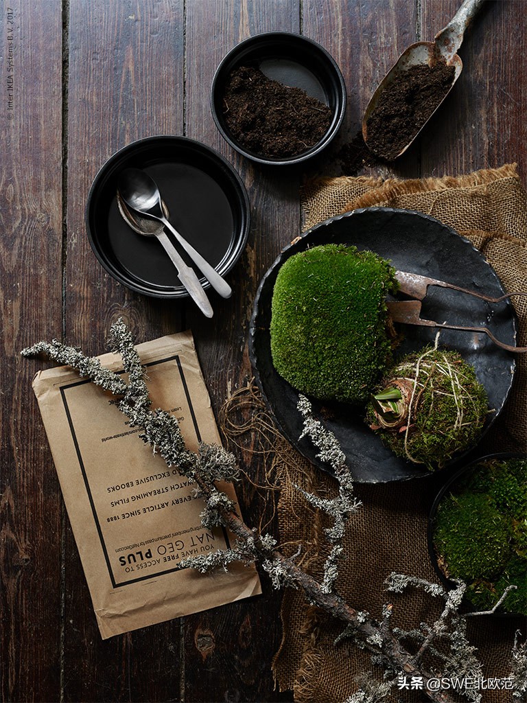 好养的北欧风大型绿植 (12款北欧风格绿植轻松打造ins风)