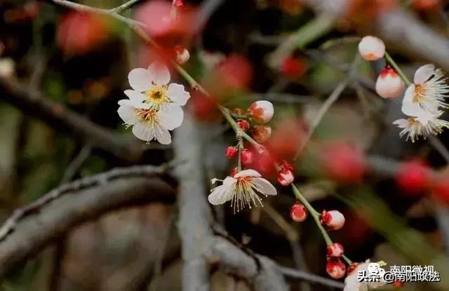 南阳春天踏青,南阳有哪些适合春游的地方