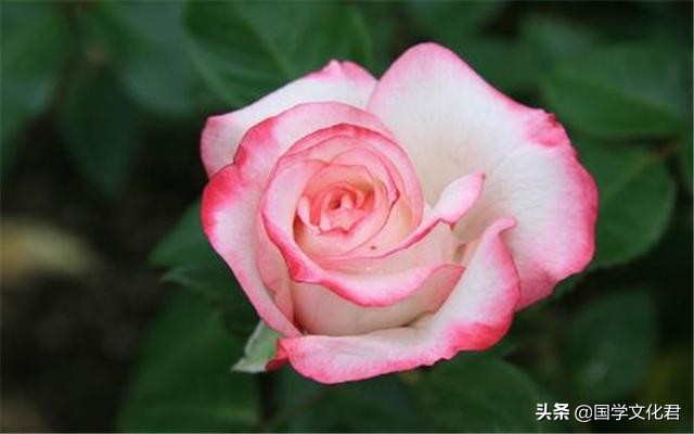 命不好是因为什么,命不好的人经常说什么话