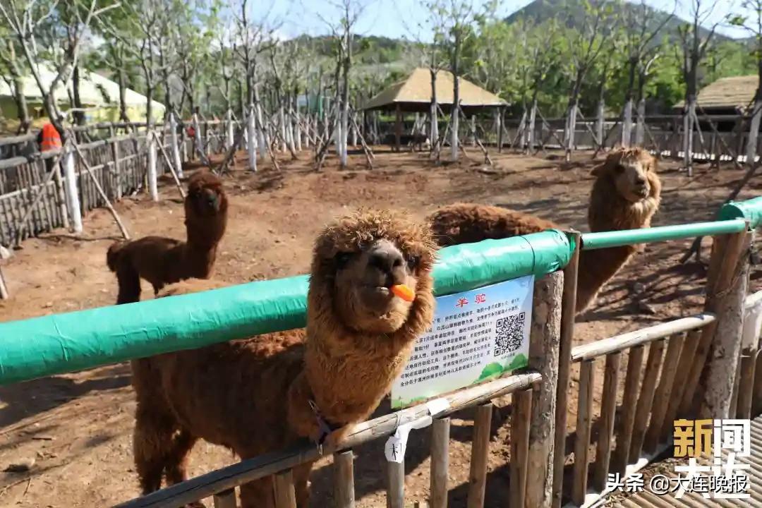 五一近郊游打卡甘井子,五一大连甘井子区景点攻略