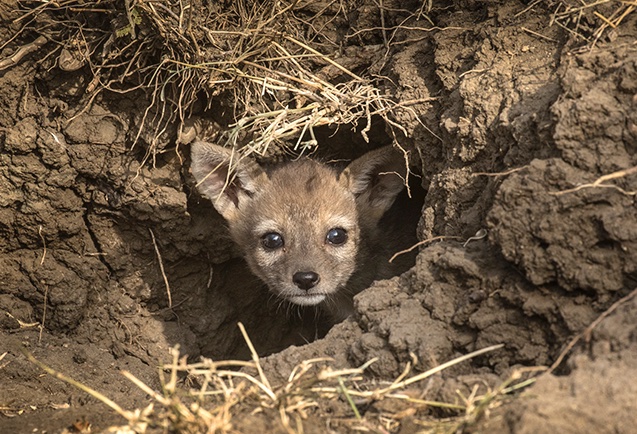 黑背豺,黑背豺哺育幼崽