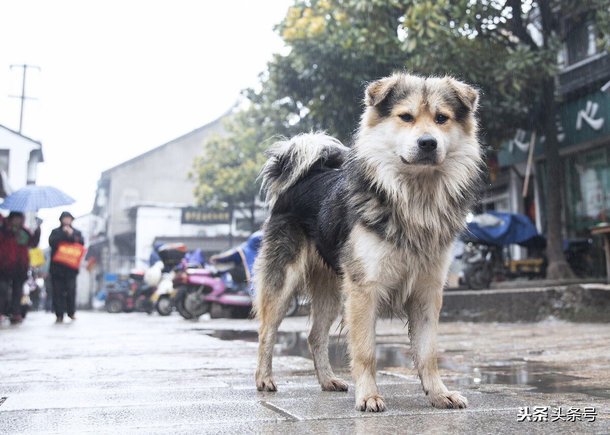 我为什么不吃猪肉,我为什么不吃牛肉