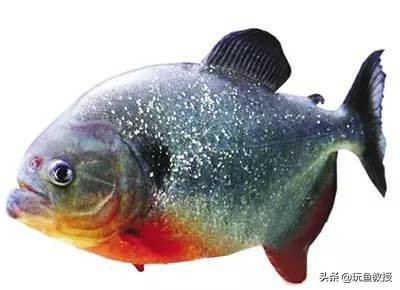 这些东西跑到外面去居然会引起生态危机!